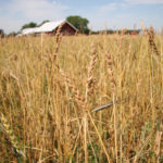 Organic grain premiums are holding up so far in the COVID-19 world, according to Mercaris.
| File photo