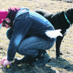 Ducks Unlimited agrologist Alex Griffiths and his trusty assistant Boots assessed a winter wheat field near Portage mid-April. DU agrologists across the three prairie provinces report that winter wheat weathered the winter well. Now it needs nitrogen. | Ken Gross/Ducks Unlimited photo