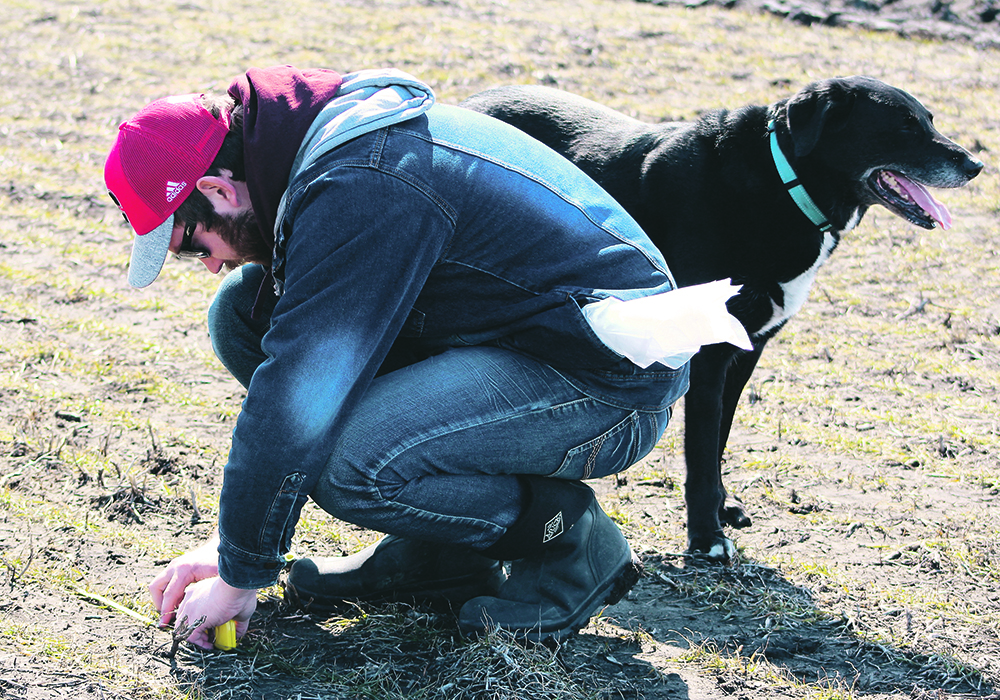Ducks Unlimited agrologist Alex Griffiths and his trusty assistant Boots  assessed a winter wheat field near Portage mid-April. DU agrologists across the three prairie provinces report that winter wheat weathered the winter well. Now it needs nitrogen.  |  Ken Gross/Ducks Unlimited photo