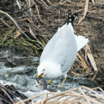 A California gull catches a Prussian carp that was exhibiting spawning behaviour by trying to go upstream over rocks at a Frank Lake channel near High River, Alta. | Mike Sturk photo