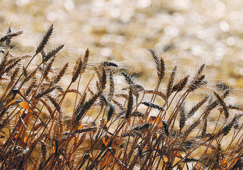 “Less than ideal” growing conditions in Europe and Ukraine have caused the International Grains Council to cut its global 2020-21 wheat production forecast to 764 million tonnes, down four million from the previous month.  |  Reuters/Valentyn Ogirenko photo