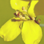 Canola crushers are ahead of last year’s pace, but pandemic complications still make for a cloudy future. | File photo