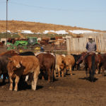 The province announced today it will assist fed-cattle producers through AgriRecovery, as well as increase assistance to hog and potato producers through AgriStability. | File photo