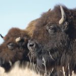 Many producers depend on bison meat sales to the U.S. and Europe to maintain the price of bison in Western Canada. With restaurants closed in America and across the European Union because of COVID-19, exports of Canadian bison meat have fallen off a cliff. | File photo