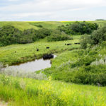 When conditions shift from drought to flood and back to drought,