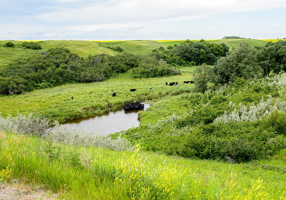 When conditions shift from drought to flood and back to drought, "regions with healthy soils, grasslands and wetlands are much better-positioned to deal with the negative impacts to the system," MFGA said in a mid-May news release. | Twitter/@MBforages photo