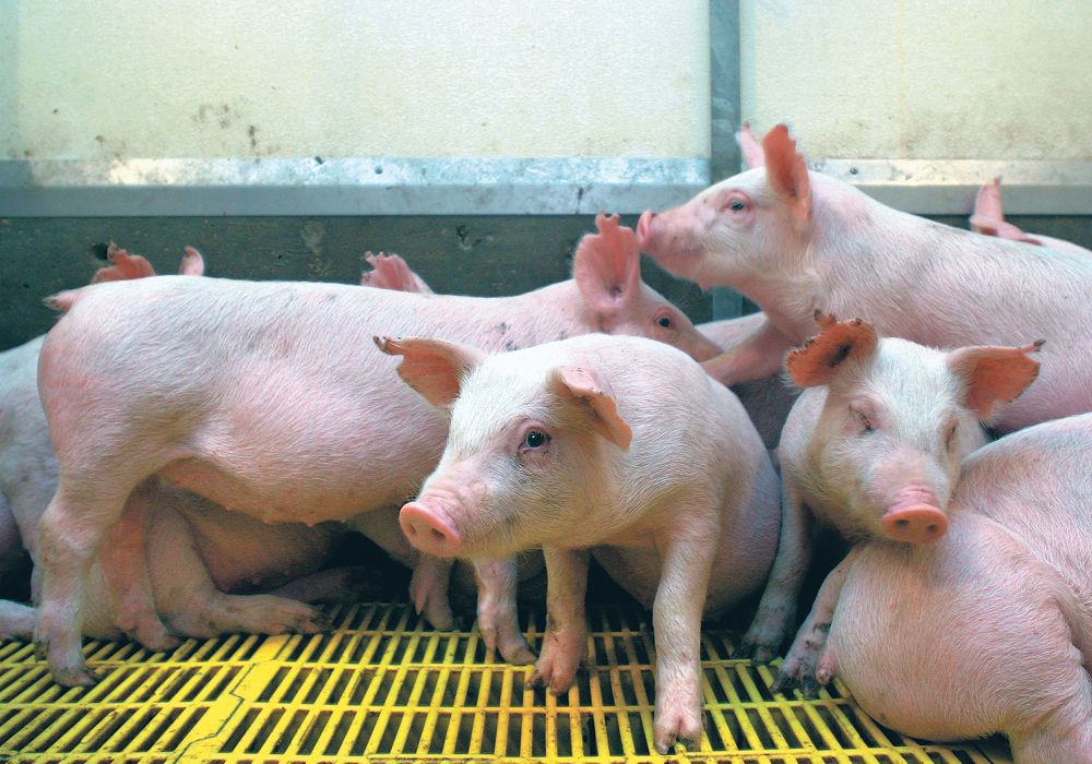 Agriculture minister David Marit said May 14 the province would pay $5 million to fund the set-aside program. That gives livestock producers access to a total of 12.5 million. | File photo