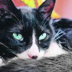 Cats should be kept indoors to reduce the chances of spreading COVID-19. | Jamie Rothenburger photo