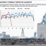 Slaughter backlog hits feeders hard