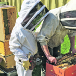 Sasha Howland and her son, Nate, look for queen bees in a box of nucleus colonies as part of their process to replace stock. | Howland's Honey photo