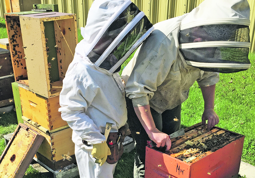 Sasha Howland and her son, Nate, look for queen bees in a box of nucleus colonies as part of their process to replace stock.  |  Howland's Honey photo