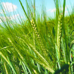 China imported more than one million tonnes of Canadian barley through the first eight months of the 2019-20 crop year, accounting for 72 percent of total exports. | File photo