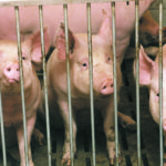 Booming exports and a healthy domestic packing sector haven’t been enough to protect Canadian hog prices from the significant decline seen in American slaughter rates due to COVID-19 outbreaks in that country. | File photo