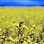 The New North Star 2 report issued by the Public Policy Forum calls canola an example of the public and private sector working together to create a booming commercial industry. | File photo