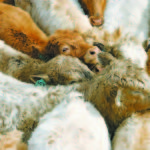Reduced processing rates at packing plants are forcing feedlot operators to retain fat cattle until there’s available capacity. Changing diets from finishing to maintenance rations and the simple fact of holding cattle longer can create health issues that operators need to manage.
| File photo