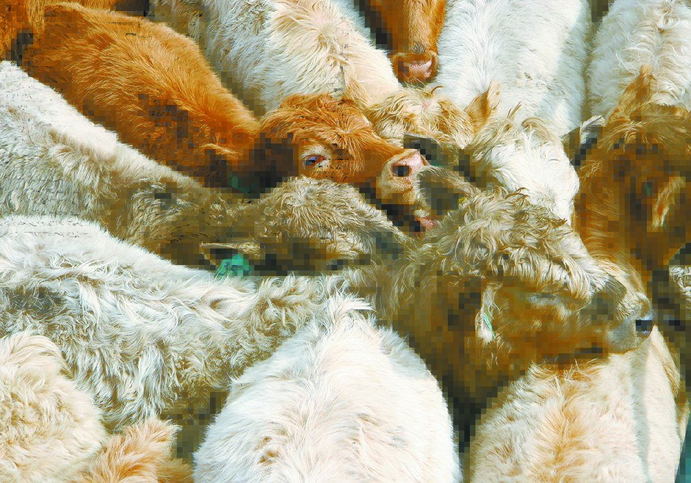 Reduced processing rates at packing plants are forcing feedlot operators to retain fat cattle until there’s available capacity. Changing diets from finishing to maintenance rations and the simple fact of holding cattle longer can create health issues that operators need to manage.  | File photo