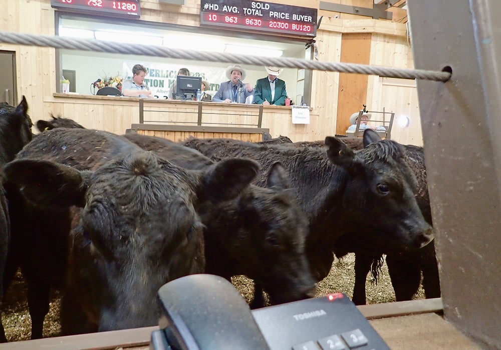 Ken Perlich of Perlich Bros. Auction Market in Lethbridge, where this photo was taken in 2017, says prices for bred cattle, replacement heifers and pairs have been steady despite fewer buyers in the seats.  |  File photo