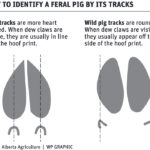 Alta. takes steps to control feral pig population