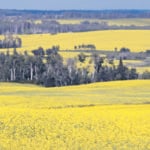 A Saskatchewan lawyer says probate fees and land transfers are comparable in price, but there are still issues that farmers need to keep an eye on. | File photo