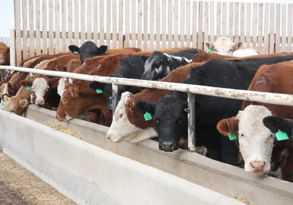 Details of how the set-aside program will work have not been finalized, but the money is intended to help pay for the increased cost of keeping market-ready cattle longer.  | File photo