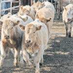 Many in the cattle industry think producers would benefit from more processing plants scattered across Western Canada, but the former president of the Canadian Cattlemen’s Association has come to the conclusion that having a few large plants gives the country a competitive advantage. | File photo