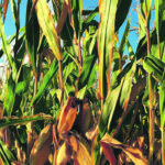 The U.S. Department of Agriculture pegs this year’s production at a record 15.995 billion bushels, which results in a record total supply of 18.118 billion when the carry-out from this year of 2.098 billion bu. and a small amount of imports are added. | File photo