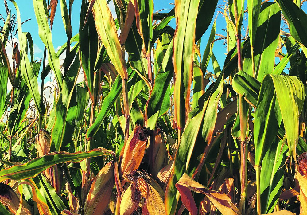 The U.S. Department of Agriculture pegs this year’s production at a record 15.995 billion bushels, which results in a record total supply of 18.118 billion when the carry-out from this year of 2.098 billion bu. and a small amount of imports are added. |  File photo