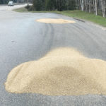 The most recent dump of oats this year occurred at the Ivy Creek pull-out. RCMP say the average amount of grain during a single dump weighs 400 to 700 pounds. | RCMP photo