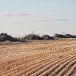 Farmers often rip out shelterbelts because it is less efficient to farm around them. However, the trees could have carbon storage value. | Karen Briere photo