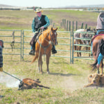 Traditional brandings, where large groups gather and calves are processed fast, will need to be scaled down considerably during the pandemic. This branding day took place May 14 at the Spring Hill Cattle Co. near Nanton, Alta. | Mike Sturk photo