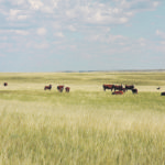 Ducks Unlimited has asked the federal government to support the cattle industry, arguing that wildlife habitat will be at risk if large numbers of producers go out of business. | File photo