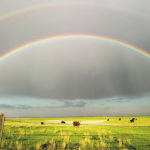 There is hope that Alberta’s beef packing industry is turning the corner after being hit hard by the COVID-19 virus. Cargill is processing about 3,200 head per day and working toward full capacity of 4,000 to 4,500, while JBS is now processing about 2,000 per day with planned increases over time. | Mike Sturk photo