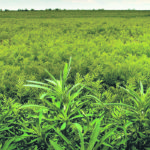 Kochia is a difficult weed to control in many crops. The rise of Group 2 resistance in the weed has resulted in few herbicide choices for producers. | Michael Raine photo