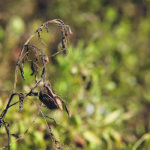 Leaf disease can wreck havoc with pulse crops, especially in years when weather is cool and wet. | Michael Raine photo