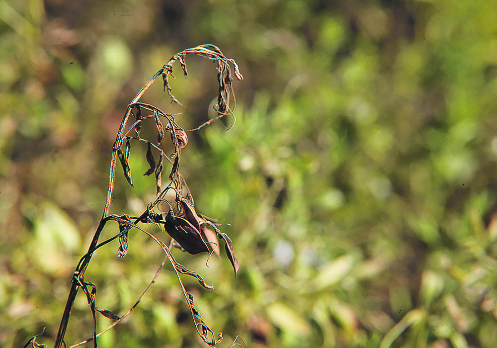 Leaf disease can wreck havoc with pulse crops, especially in years when weather is cool and wet.  |  Michael Raine photo
