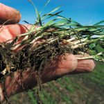 Researchers have found that tiny hairs on plant roots play a pivotal role in reducing soil erosion and increas-ing soil cohesion. | File photo