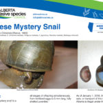 How the snail came to enter and proliferate in the Alberta lake will likely remain a mystery because numbers indicate it has likely been quietly reproducing for several years, said Nicole Kimmel, the aquatic invasive species specialist with Alberta Environment and Parks.
| Screencap via abinvasives.ca