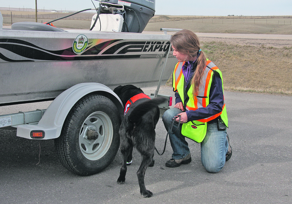 Boat inspection stations are expected to be active in Alberta this summer because zebra and quagga mussels destroy native aquatic ecosystems and could potentially clog municipal water treatment infrastructure and irrigation systems.  | File photo