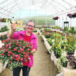 Rosa Wipf of Bawlf, Alta., holds one of the last remaining hanging plants in her greenhouse. Wipf said she sold twice as many plants this year as last year and will be completely out by the end of the month, two weeks sooner than last year. | Mary MacArthur photo