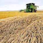 Welcome moisture in key wheat growing regions of the United States and Europe are moderat ing the production worries that had been affecting prices. | Reuters photo