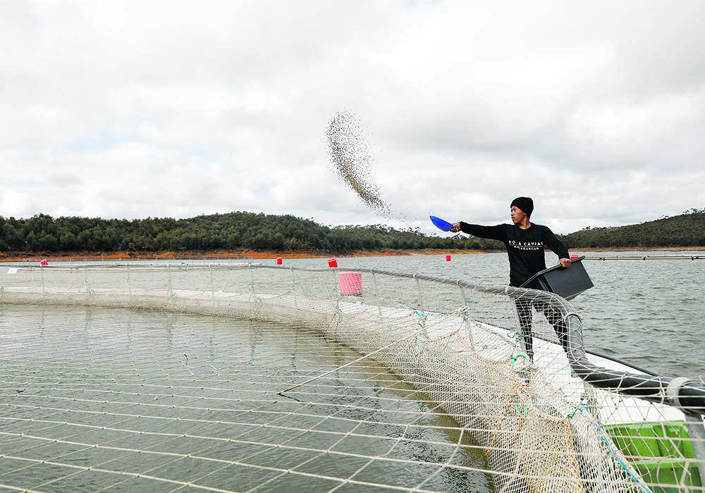 Fish farming has seen a precipitous drop in demand because of the mass closure of restaurants caused by the coronavirus pandemic.  | Reuters/Baz Ratner photo