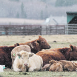 Economists say cow-calf producers aren’t in bad shape now because they don’t have to sell calves, but they are fearful of the market six months from now. | Wendy Dudley photo