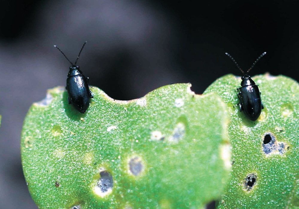 The first two weeks of June are usually associated with the highest levels of flea beetle feeding in Western Canada. | File photo