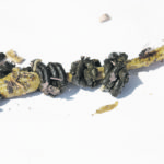 Pour-on endectocides were previously about 100 percent effective on internal parasites but recent evidence indicates this has fallen to about 50 percent. | File photo