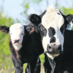 Groups working on the livestock codes of practice have been forced to postpone, cancel or reschedule meetings as online events. | Erin Soule photo