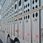 A researcher who has studied fatigued cattle syndrome is worried about the welfare of cattle who will have spent longer than normal in feedlots before being shipped this year because of packer backlogs caused by COVID-19 outbreaks. | File photo