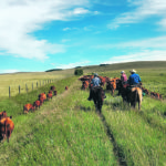 The Watson family’s 200-head cow herd and 150 yearlings graze for nine months of the year on 4,000 acres of land in parcels spread between Suffield, Dunmore, Elkwater, Manyberries and Seven Persons in southeastern Alberta. | Photos courtesy of Jolene Watson