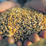 Applying a trailing seed royalty to every acre of grain that a farmer plants from seed produced on his own land makes the farmer responsible for subsidizing the cost of food to the consumer and gives the control of seed to a “seed entity” with corporate interests, says the writer. | Reuters/Mohamed Abd El Ghan photo