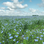 A flax field southeast of Delisle, Sask. | Paul Yanko photo