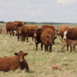 Two years of drought have resulted in overgrazed pastures, said Pamela Iwanchysko, livestock production extension specialist in Dauphin, Man. The cold spring and spotty rain are not helping growth this year, she added.
| File photo